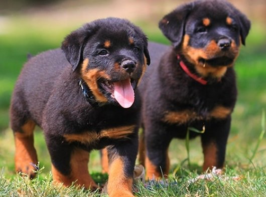 İstanbul’da 2 Aylık Erkek ve Dişi Rottweiler Yavru Köpekler | Ücretli Sahiplendirme