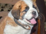İstanbul’da 2 Aylık Erkek Saint Bernard Yavru Köpek | Ücretli Sahiplendirme