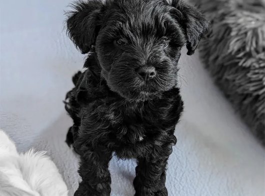 İstanbul’da 2 Aylık Siyah Erkek Schnauzer Yavru Köpek | Ücretli Sahiplendirme