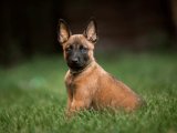 2 Aylık Erkek Belçika Kurdu Yavru Köpek | İstanbul Sahiplendirme