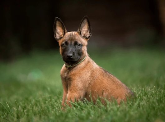 2 Aylık Erkek Belçika Kurdu Yavru Köpek | İstanbul Sahiplendirme