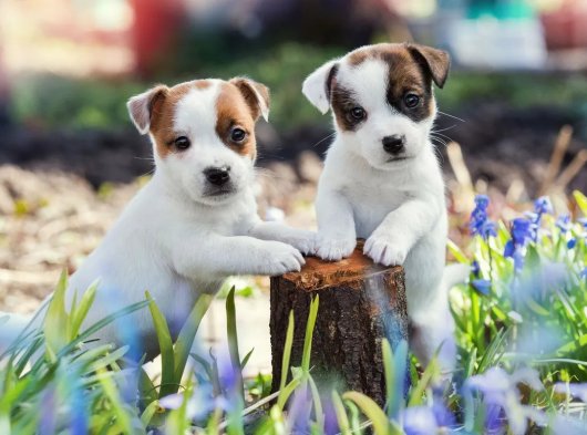 Jack Russell Yavru Sahiplendirme İstanbul | 2 Aylık Erkek ve Dişi