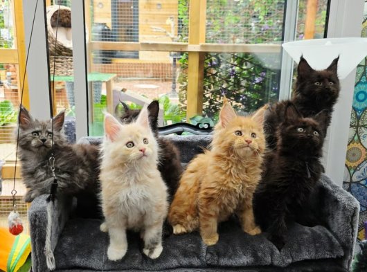 2 Aylık Maine Coon Yavru Kediler | Renk Renk Erkek & Dişi |