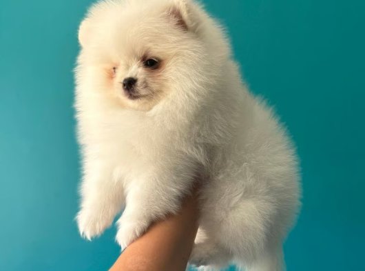 2 Aylık Erkek Pomeranian Boo Yavru Köpek | İstanbul'da Ücretli Sahiplendirme