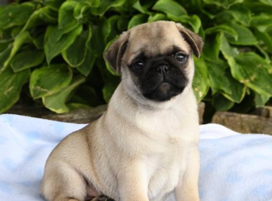 2 Aylık Erkek Pug Yavru Köpek | Ücretli Sahiplendirme İstanbul