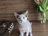 3 Aylık Dişi Russian Blue Yavru Kedi | Ücretli Sahiplendirme İstanbul