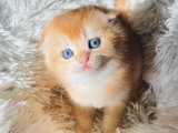2 Aylık Golden Scottish Fold Dişi Yavru Kedi | İstanbul Sahiplendirme