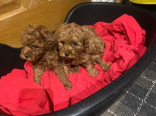 Harika Toy Poodle Yavruları Yeni Yuvalarını Arıyor!