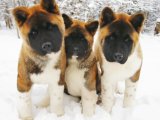Safkan American Akita Yavruları | İstanbul | 2 Aylık Sahiplendirme