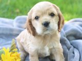 2 Aylık Erkek American Cocker Yavru Köpek | Ücretli Sahiplendirme