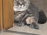 British Shorthair oğlum için British Shorthair dişi arıyoruz.