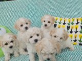 2 Aylık Bichon Frise (Bişon Çuha) Yavru Köpekler | İstanbul içi Ücretli Sahiplendirme