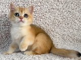İstanbul’da 2 Aylık Dişi British Shorthair Golden Yavru | Ücretli Sahiplendirme
