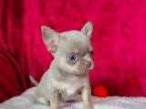 Safkan Dişi Chihuahua Yavru | 2 Aylık | İstanbul’da Ücretli Sahiplendirme