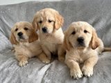 2 Aylık Golden Retriever Yavruları İstanbul’da | Erkek ve Dişi | Sahiplendirme İlanı