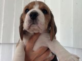 Safkan Dişi Beagle Yavru | 2 Aylık | İstanbul’da Sahiplendirme İlanı