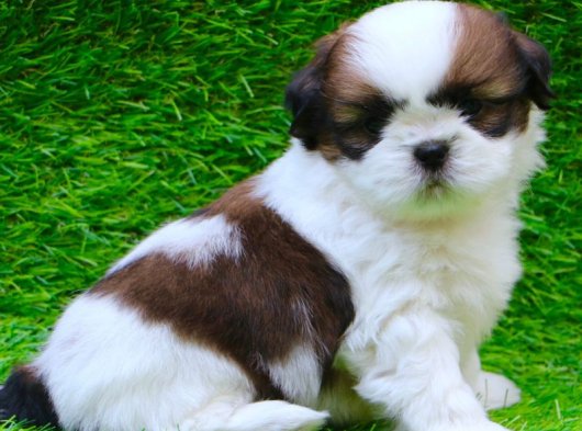 Sevimli Erkek Shih Tzu Yavrumuz İstanbul’da Yeni Yuva Arıyor | 2 Aylık
