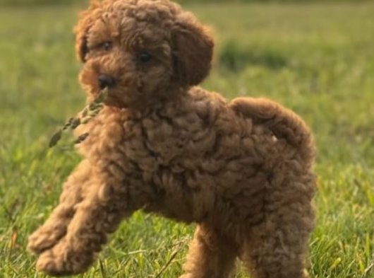 Alerji Dostu Dişi Toy Poodle Yavru | 2 Aylık | İstanbul’da Sahiplendirme