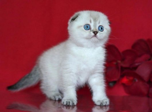 Mavi Gözlü Dişi Scottish Fold Yavru | 2 Aylık | İstanbul’da Sahiplendirme