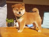 Tilki Güzelliğinde Shiba Inu Yavru | Erkek | İstanbul’da Yeni Yuva Arıyor