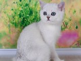 Nadir Silver British Shorthair Yavru | 2,5 Aylık Dişi Kedi