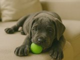 İstanbul’da Safkan 2 Aylık Dişi Cane Corso Yavru – Ücretli Sahiplendirme