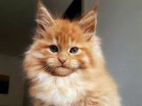 Uzun Tüylü Maine Coon Yavru Kedi Sahiplendirme – Dişi 2 Aylık (İstanbul)