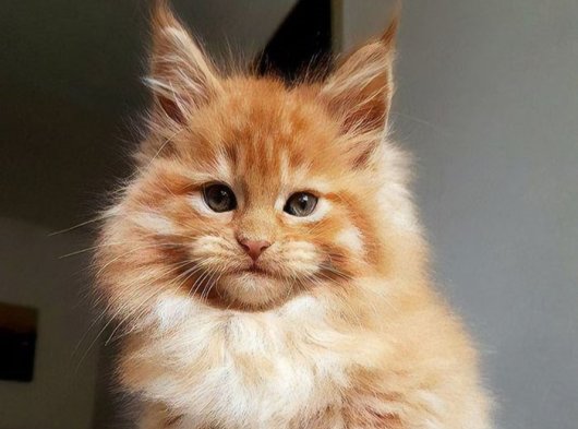 Uzun Tüylü Maine Coon Yavru Kedi Sahiplendirme – Dişi 2 Aylık (İstanbul)
