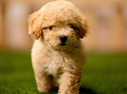 İstanbul’da 2 Aylık Maltipoo Dişi Yavru | Ücretli Sahiplendirme İlanı