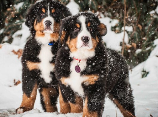 2 Aylık Bernese Dağ Köpeği Yavruları | Erkek & Dişi | İstanbul’da Sahiplendirme
