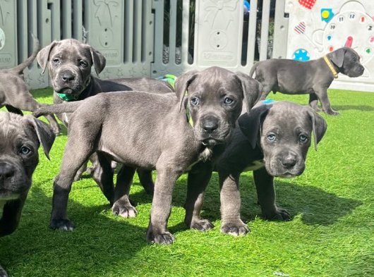 2 Aylık Erkek ve Dişi Cane Corso Yavruları | İstanbul’da Sahiplendirme İlanı