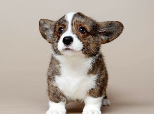 Kısa Bacaklı Sevimli Corgi Yavrumuz | 2 Aylık Erkek