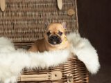 2 Aylık Erkek French Bulldog