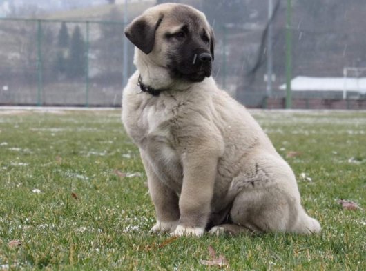 Erkek Kangal Yavru 3 Aylık | Sahiplendirme İlanı