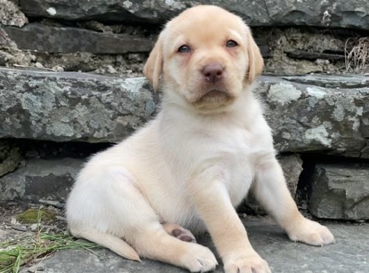2 Aylık Erkek Labrador Retriever Yavru | İstanbul’da Sahiplendirme İlanı