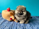 İstanbul’da Pofuduk Yüzlü Pomeranian Boo Yavru | 2 Aylık Erkek Köpek
