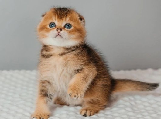 Scottish Fold Dişi Yavru | 2 Aylık Tatlı ve Uyumlu Kedi Sahiplendirme