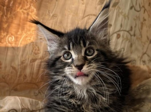 Satılık 2 Aylık Dişi Maine Coon Yavru Kedi – İstanbul