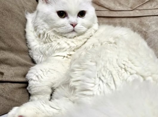 Yakışıklı ogluma eş ariyoruz
