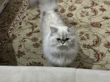 Mia kızıma eş arıyoruz