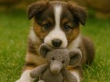Aktif Yaşam İçin Doğmuş Border Collie – Oyuncu ve Eğitim Açık Yavru İstanbul’da
