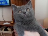 İstanbul'da 2 Aylık Dişi British Shorthair Yavru Kedi Ücretli Sahiplendirme