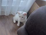 Ücretsiz cins kedi arayanlar