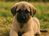 İstanbul’da 2 Aylık Safkan Kangal Yavrusu – Güçlü ve Sadık Irk