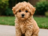 İstanbul’da Minik Pamuk Maltipoo – 2 Aylık Sevgi Dolu Yavru Arıyor