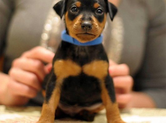 Küçük Irk Sevenlere Özel | İstanbul’da 2 Aylık Erkek Minyatür Pinscher Yavru