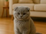Gözleriyle Konuşan 2 Aylık Scottish Fold – Şefkatli Yuva Aranıyor İstanbul