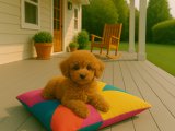 Oyuncu ve Alerji Dostu Toy Poodle Yavru Köpek Sahiplendirme İstanbul