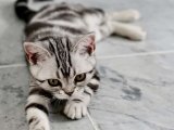American Shorthair Yavru Sahiplendirme – 2 Aylık Uyumlu ve Sağlıklı Kedi İstanbul