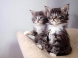 Küçük Değil, Prestijli: Maine Coon Sahiplendirme – İstanbul’da Minik Dev Aranıyor